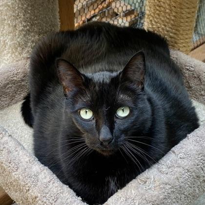 Sadie, Adoptable, Adult Female Domestic Short Hair & Domestic Short Hair.