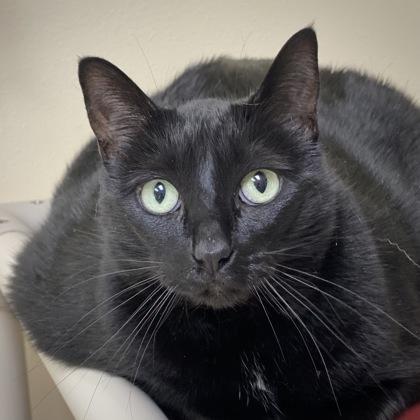 Enlarge Sadie, a Adoptable mixed breed in Burlington, WA image 3/3