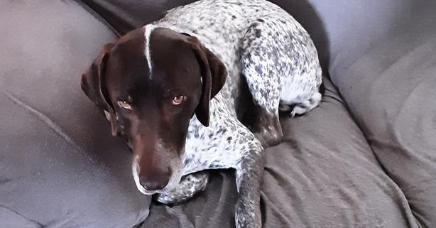 Jimmy, Adopted, Adult Male German Shorthaired Pointer.