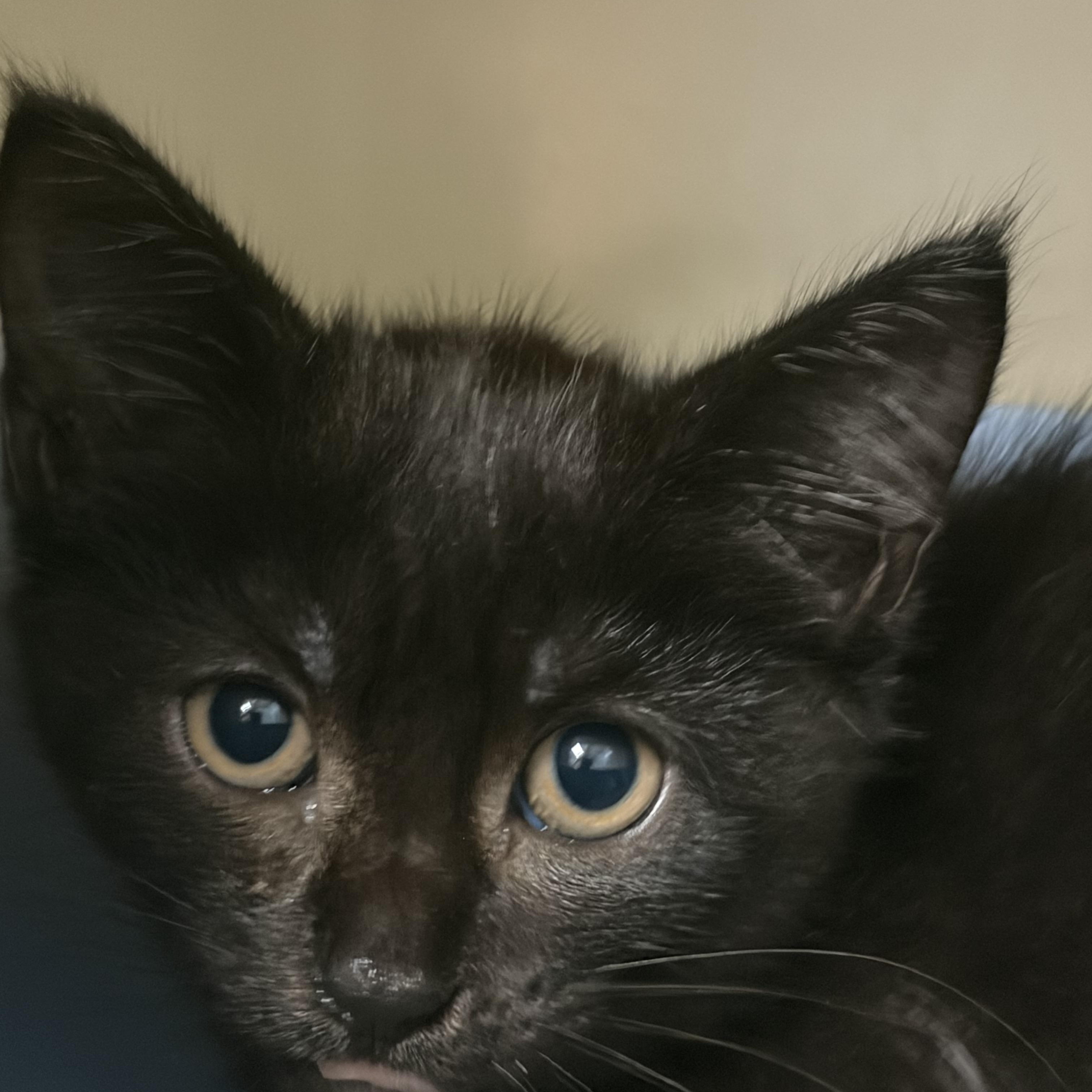 Kitten 2, Adoptable, Kitten Female Domestic Short Hair.