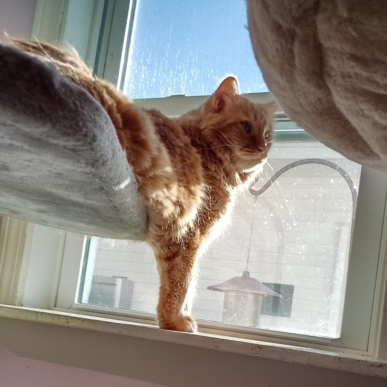 Tom-Tom (Colony Cat CC), Adoptable, Adult Male Domestic Long Hair.