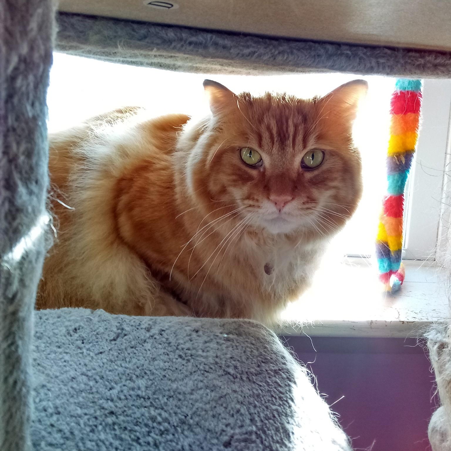 Enlarge Tom-Tom (Colony Cat CC), a Adoptable Domestic Long Hair in Wells, ME image 3/6