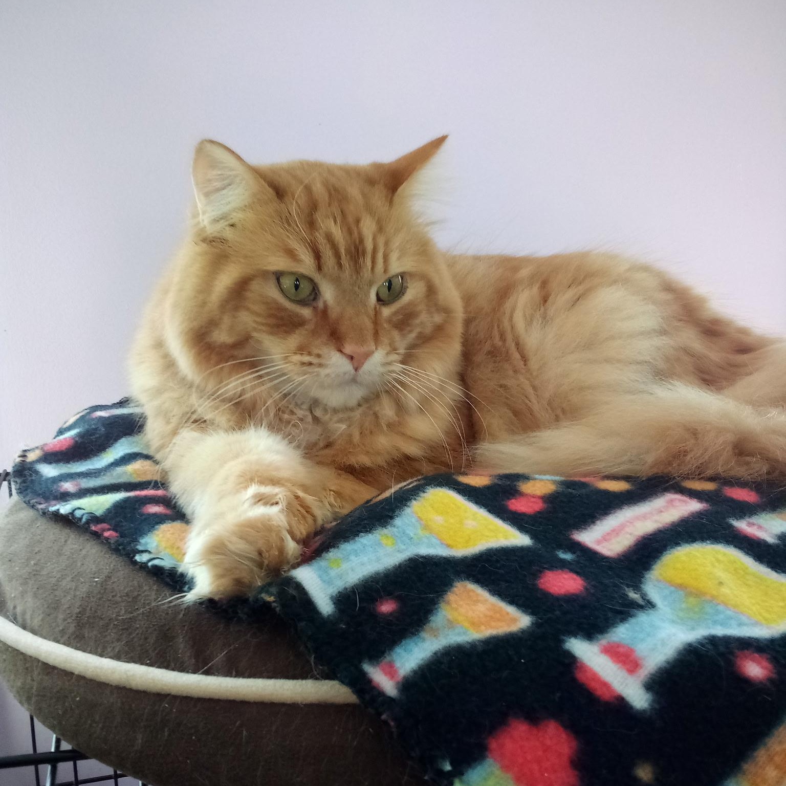 Enlarge Tom-Tom (Colony Cat CC), a Adoptable Domestic Long Hair in Wells, ME image 6/6