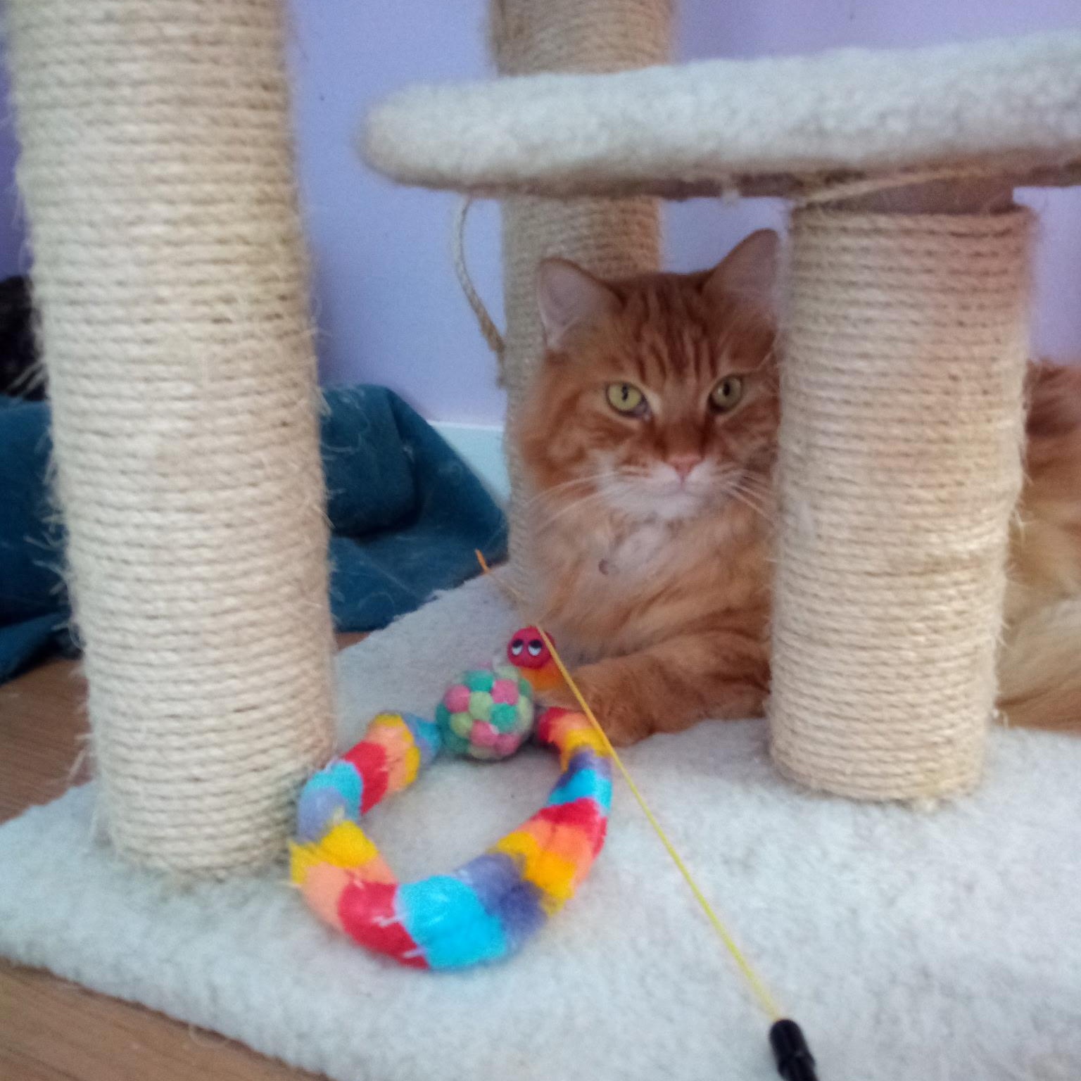 Enlarge Tom-Tom (Colony Cat CC), a Adoptable Domestic Long Hair in Wells, ME image 5/6