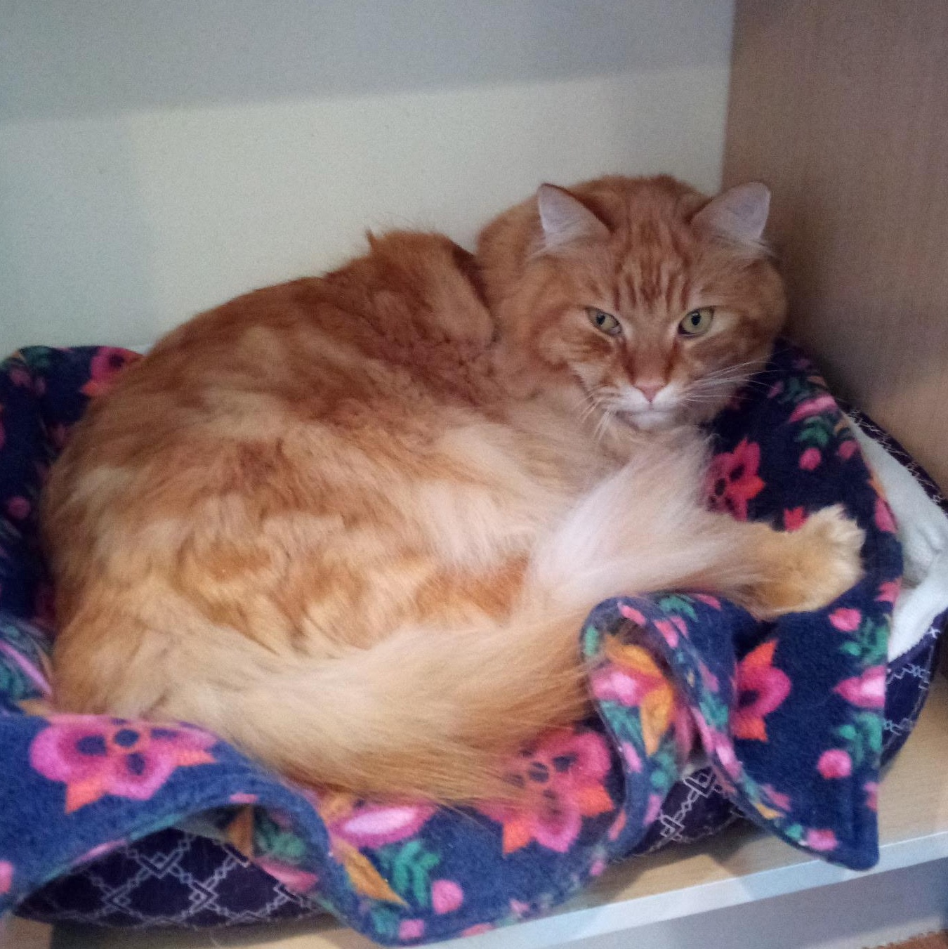 Enlarge Tom-Tom (Colony Cat CC), a Adoptable Domestic Long Hair in Wells, ME image 4/6