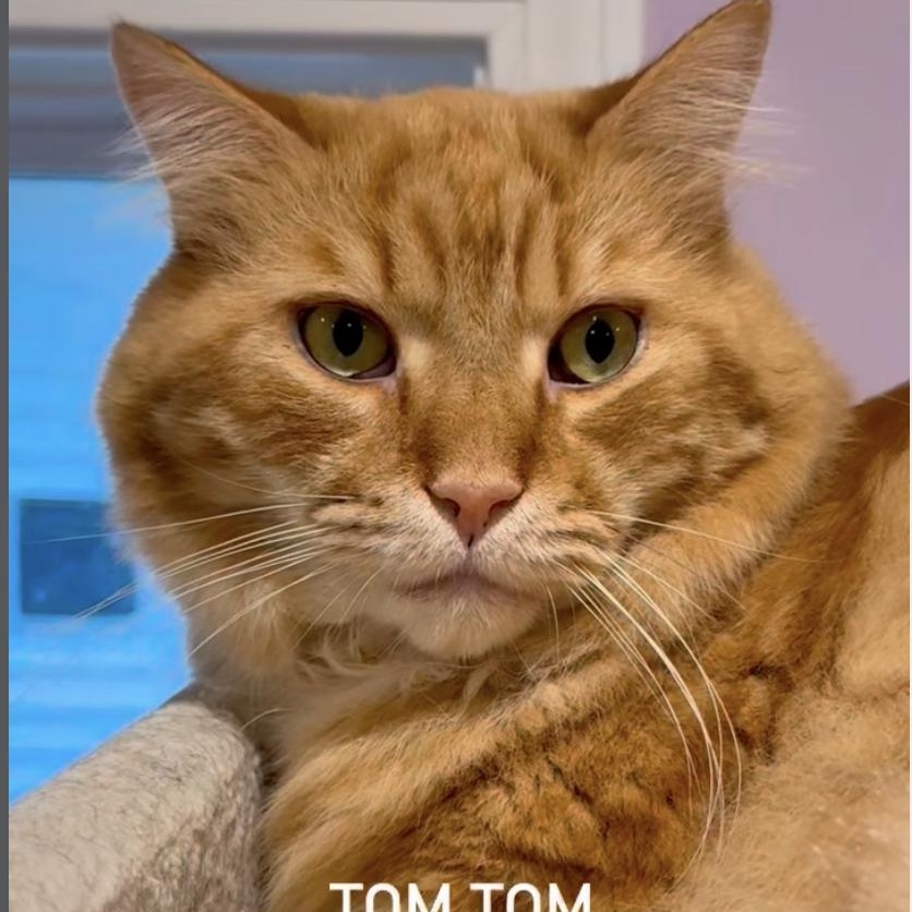 Tom-Tom (Colony Cat CC), Adoptable, Adult Male Domestic Long Hair.