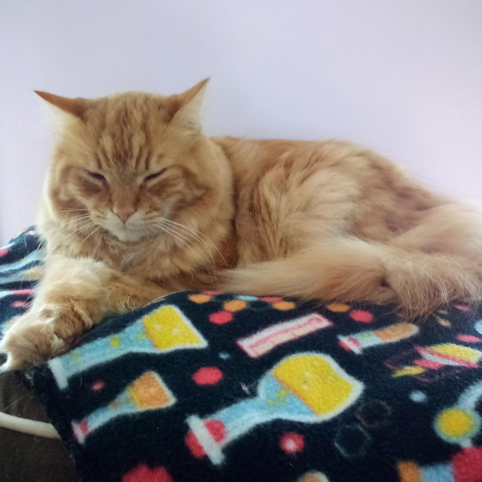 Tom-Tom (Colony Cat CC), Adoptable, Adult Male Domestic Long Hair.