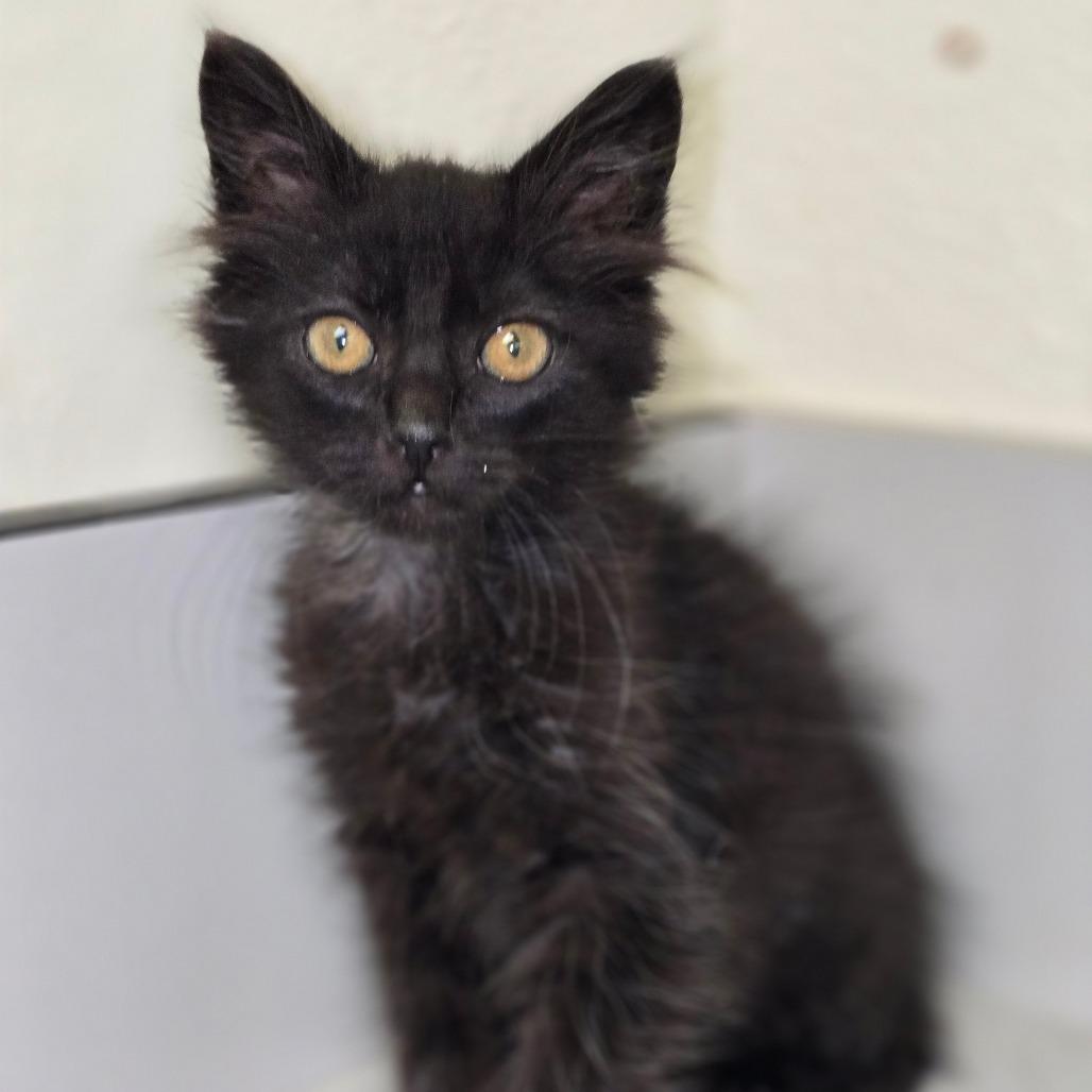 Nox, Adoptable, Kitten Male Domestic Long Hair.