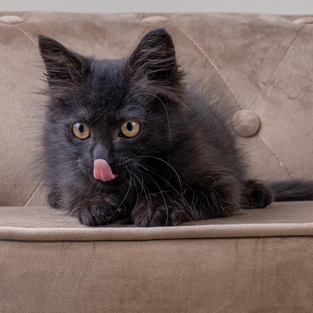 Enlarge Nox, a Adoptable Domestic Long Hair in Pacific Grove, CA image 2/6