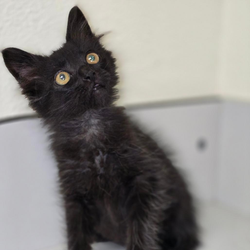 Enlarge Nox, a Adoptable Domestic Long Hair in Pacific Grove, CA image 3/6