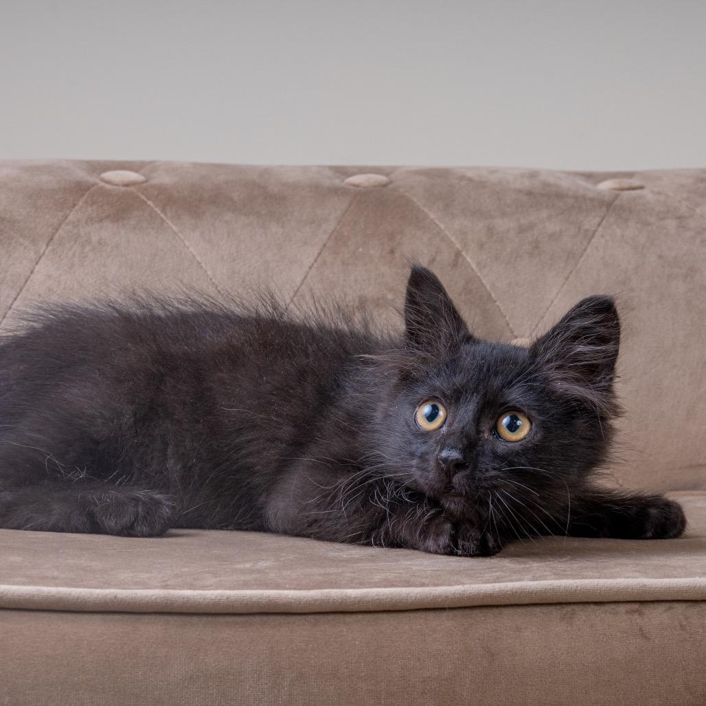 Enlarge Nox, a Adoptable Domestic Long Hair in Pacific Grove, CA image 4/6