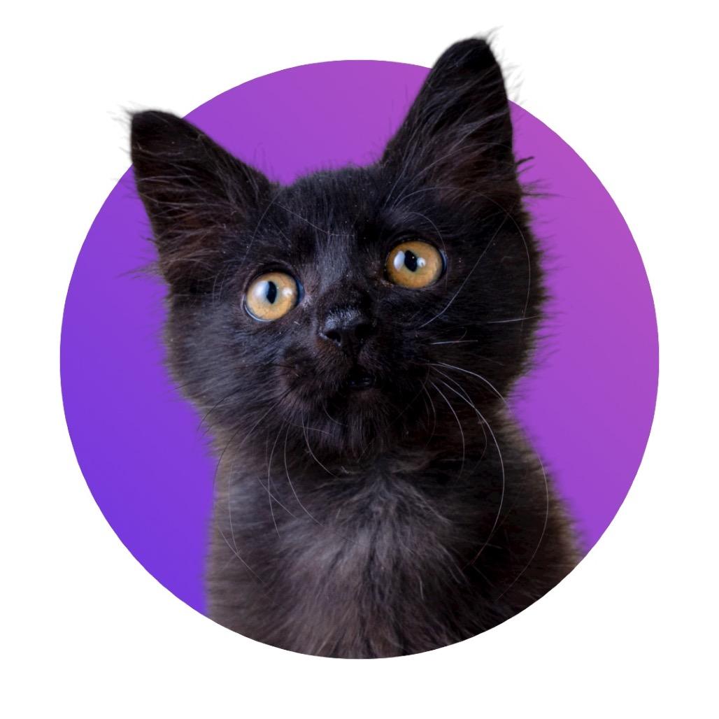 Enlarge Nox, a Adoptable Domestic Long Hair in Pacific Grove, CA image 5/6