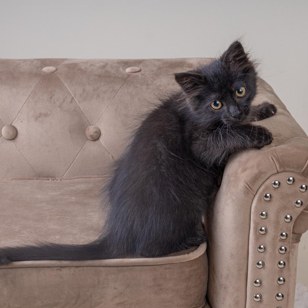 Enlarge Nox, a Adoptable Domestic Long Hair in Pacific Grove, CA image 6/6