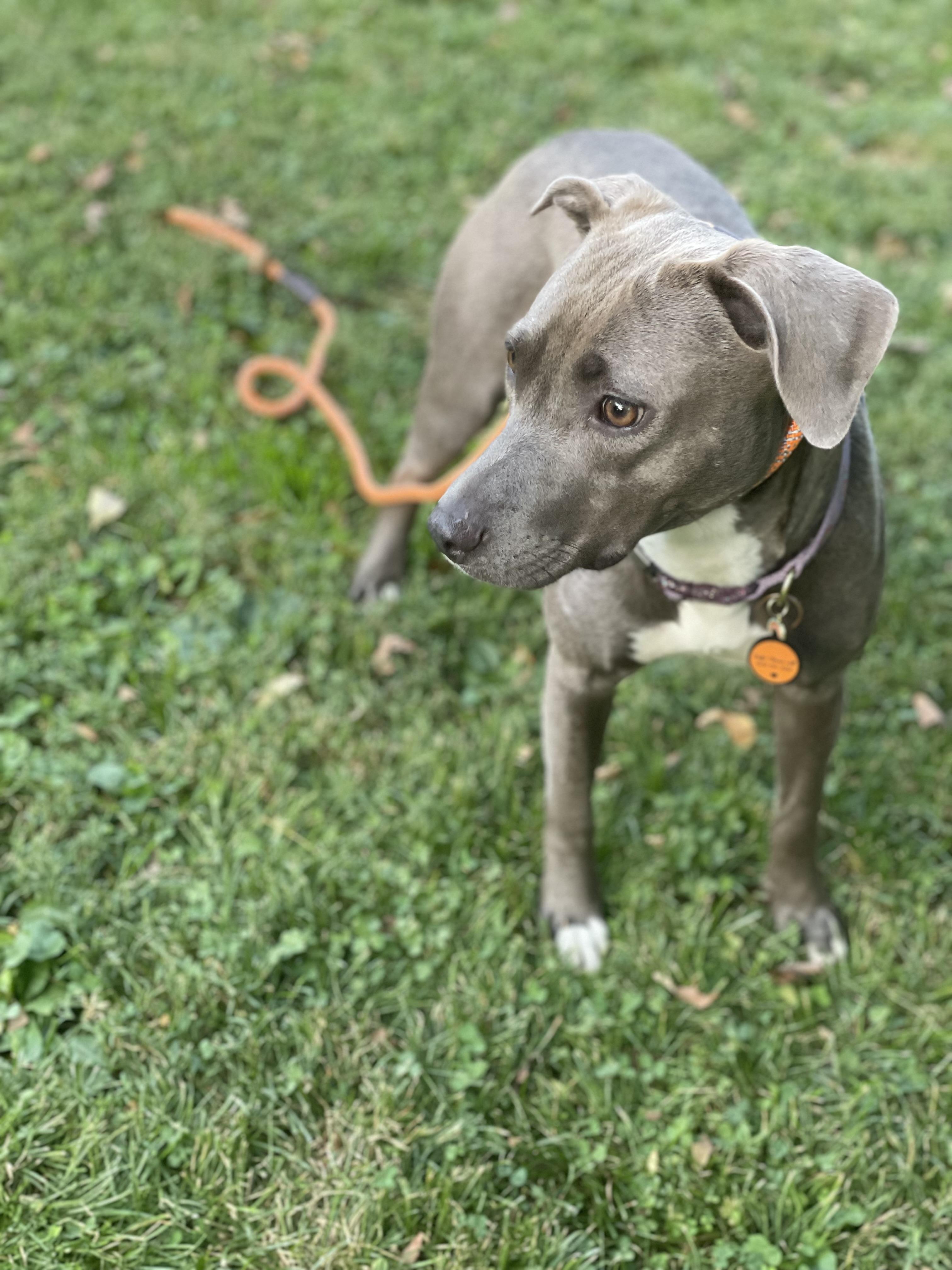 Enlarge Dawn, a Adoptable mixed breed in Charlotte, NC image 1/1