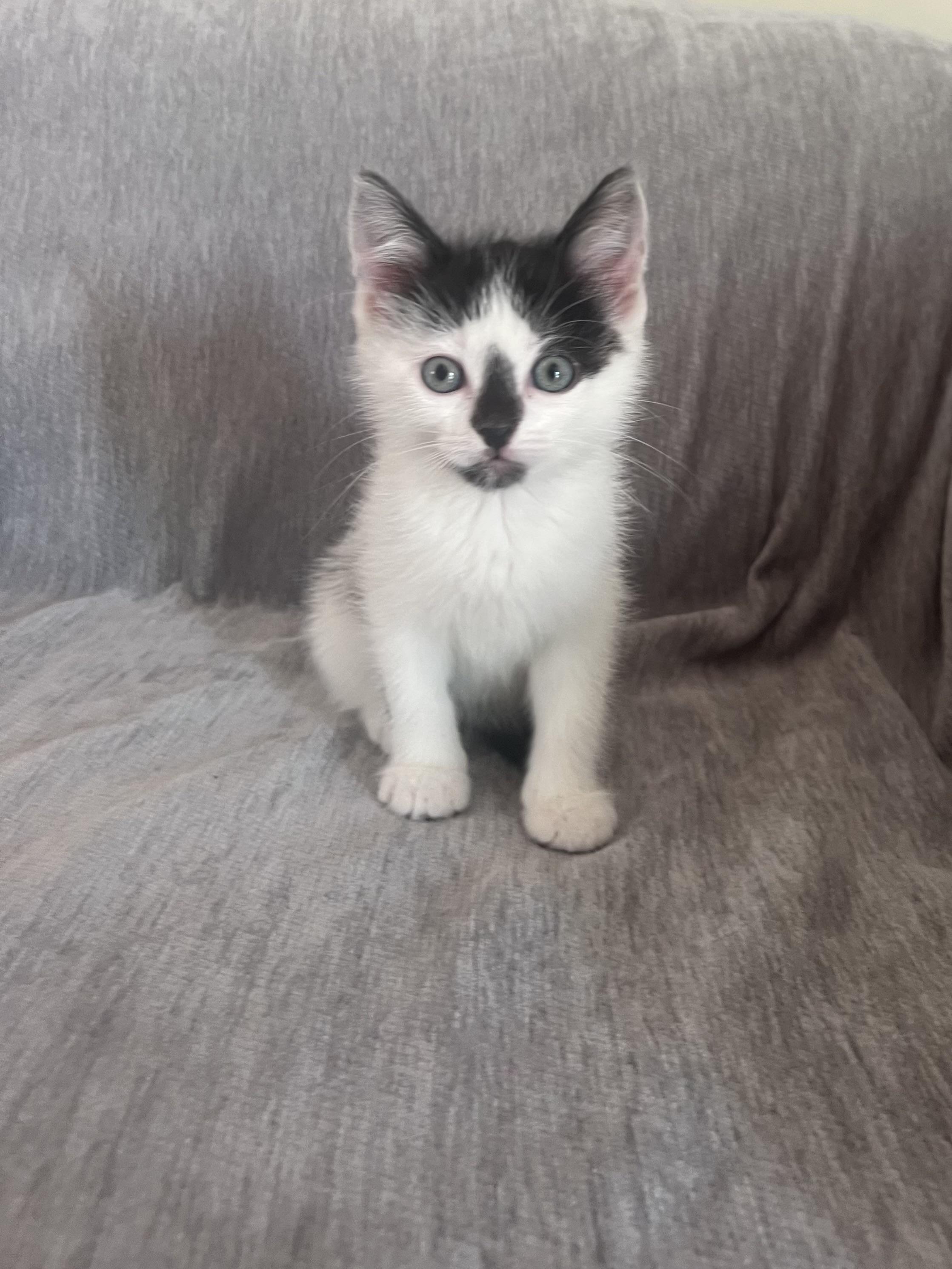 Enlarge Cookie, an adopted Domestic Short Hair in Warren, NJ image 1/1