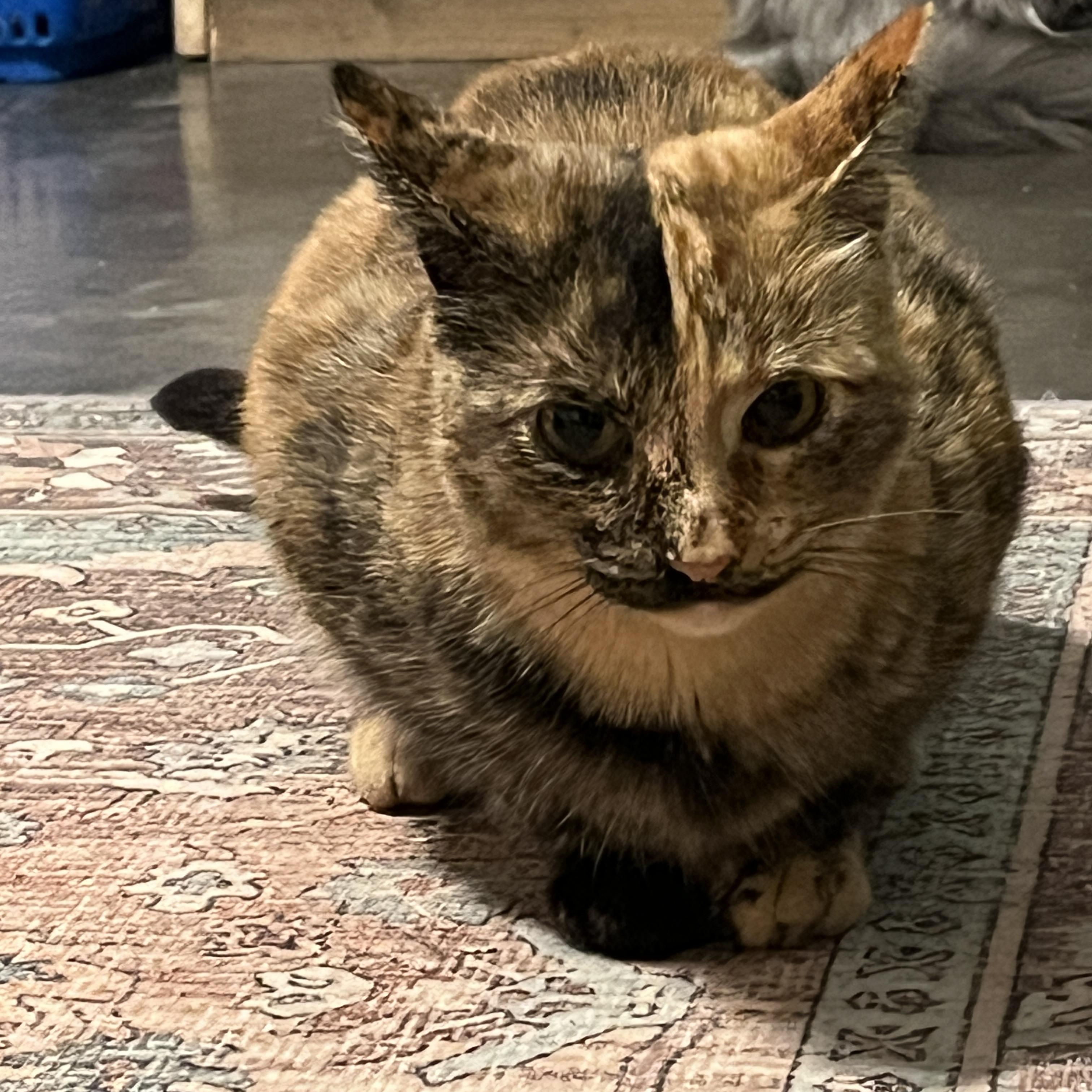 Sahara, Adoptable, Adult Female American Shorthair.