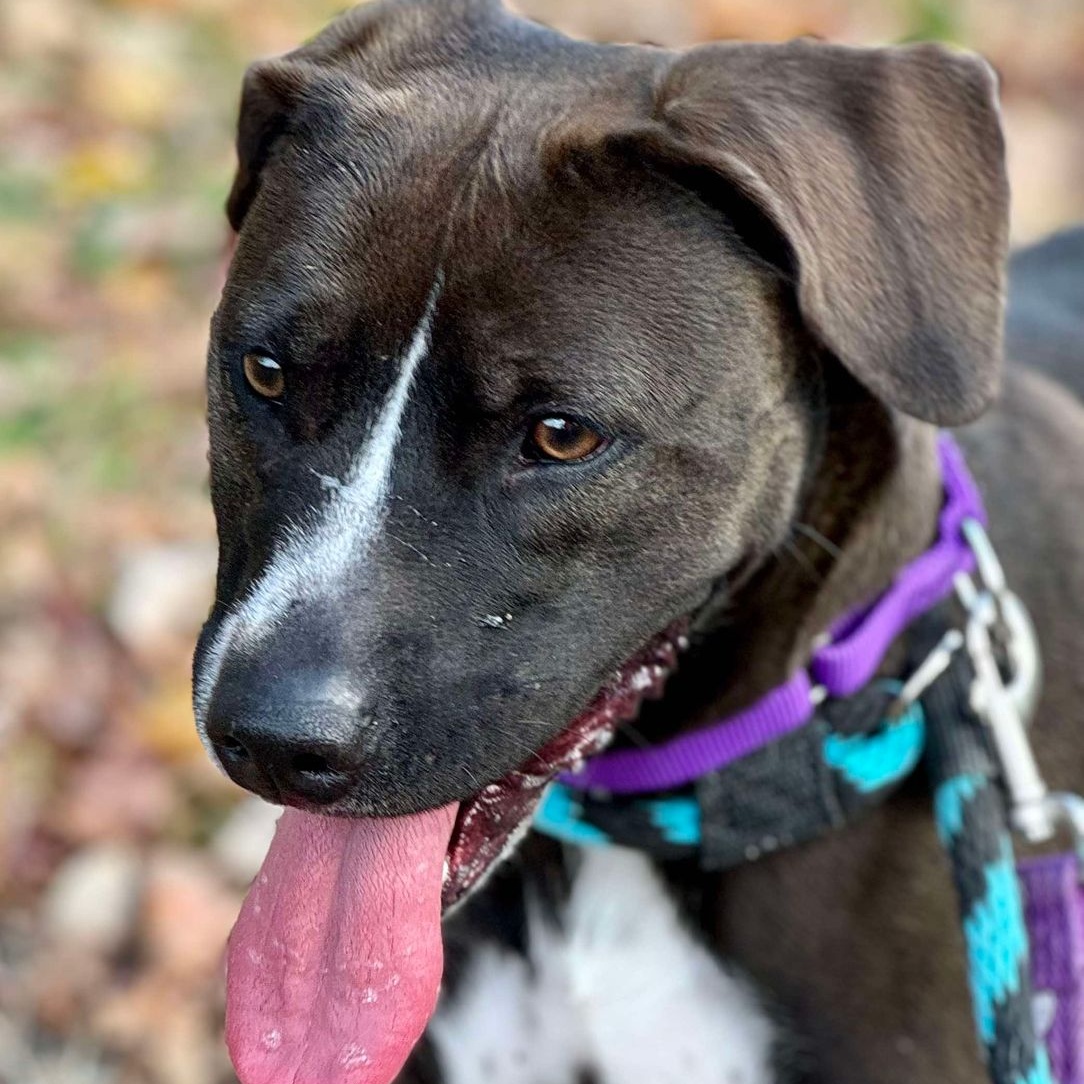 Raven, Adoptable, Adult Female Pit Bull Terrier.