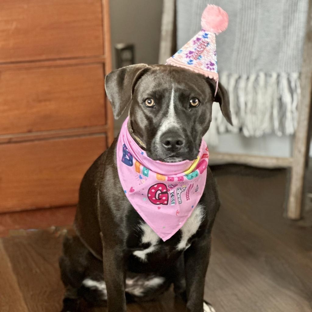 Enlarge Raven, a Adoptable Pit Bull Terrier in Chester Springs, PA image 4/6