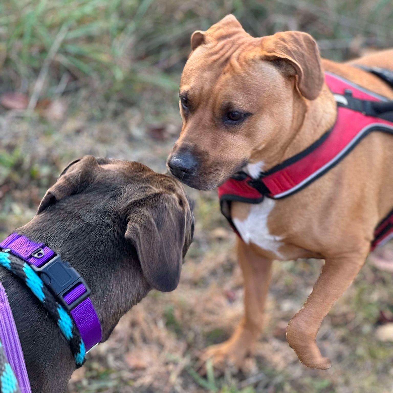 Enlarge Raven, a Adoptable Pit Bull Terrier in Chester Springs, PA image 5/6