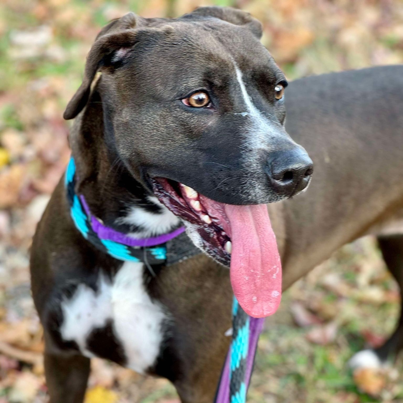Enlarge Raven, a Adoptable Pit Bull Terrier in Chester Springs, PA image 6/6