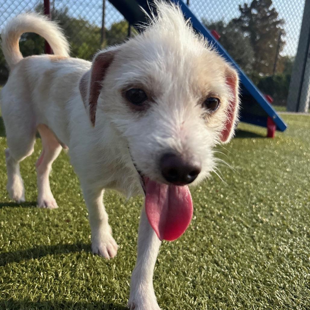 Sparky, Adoptable, Adult Male Wirehaired Terrier.