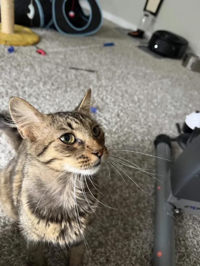 Enlarge Rosy Rose, a Adoptable Domestic Short Hair in Cleveland Heights, OH image 4/5
