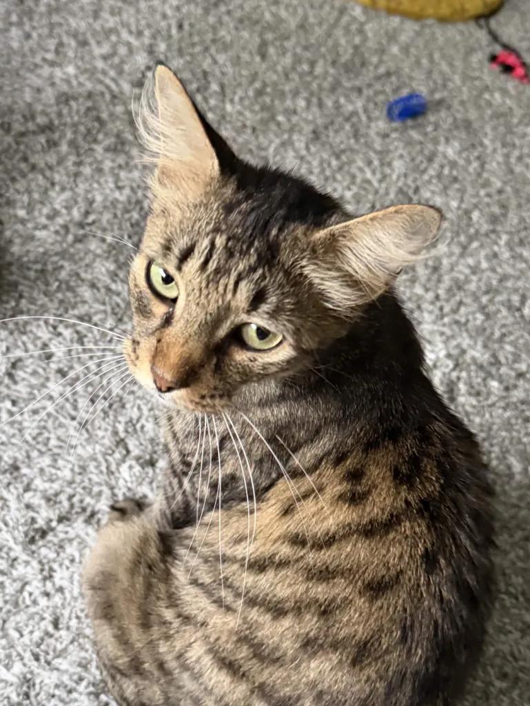 Enlarge Rosy Rose, a Adoptable Domestic Short Hair in Cleveland Heights, OH image 2/5