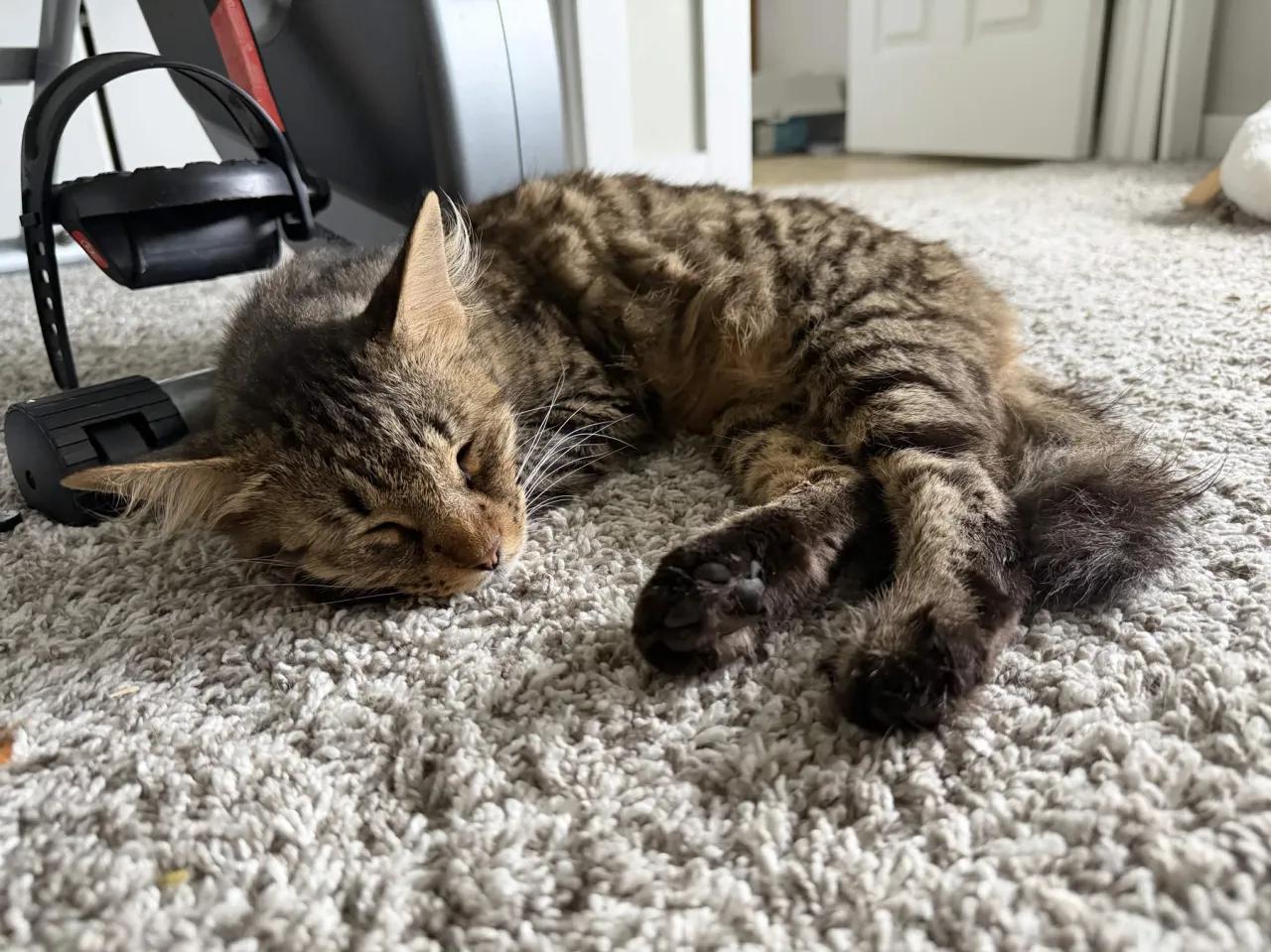 Enlarge Rosy Rose, a Adoptable Domestic Short Hair in Cleveland Heights, OH image 5/5