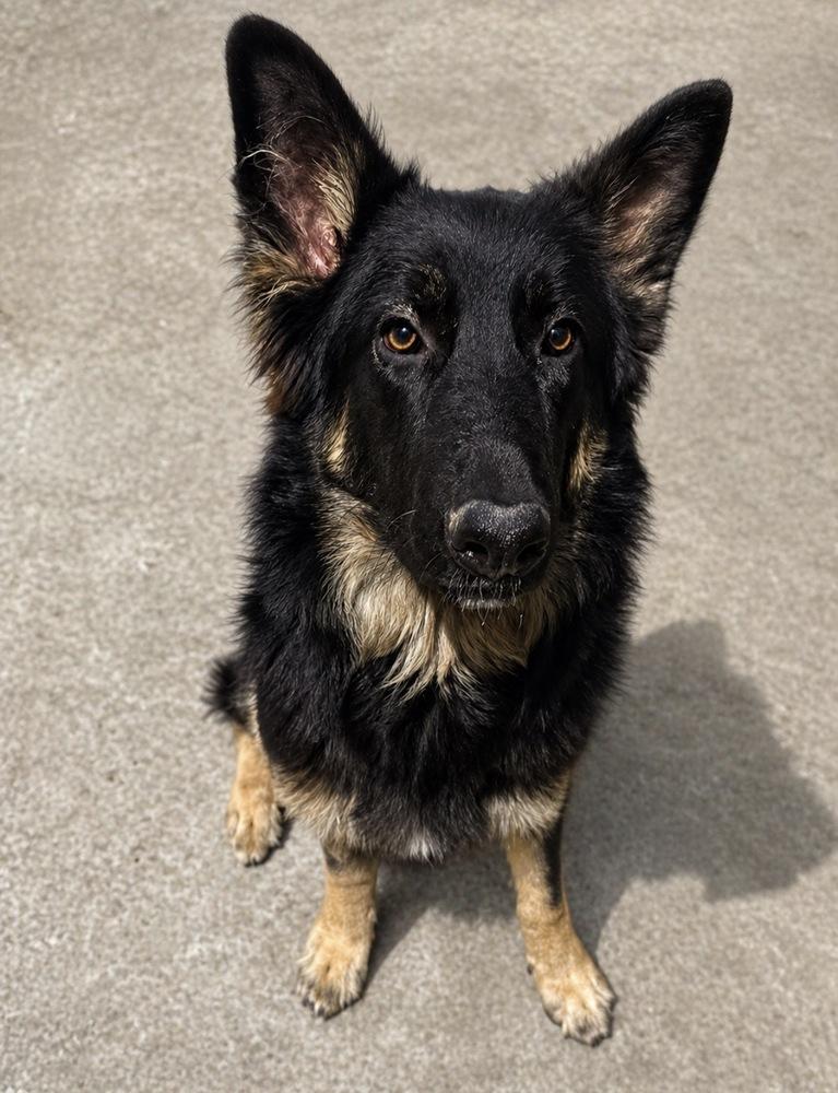 Lex, Adoptable, Puppy Female Belgian Shepherd / Sheepdog.