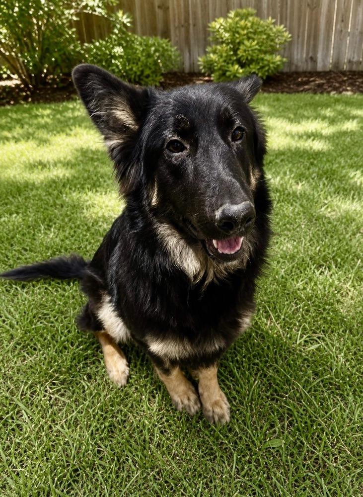Lex, a Adoptable Belgian Shepherd / Sheepdog in Escondido, CA image 2/3