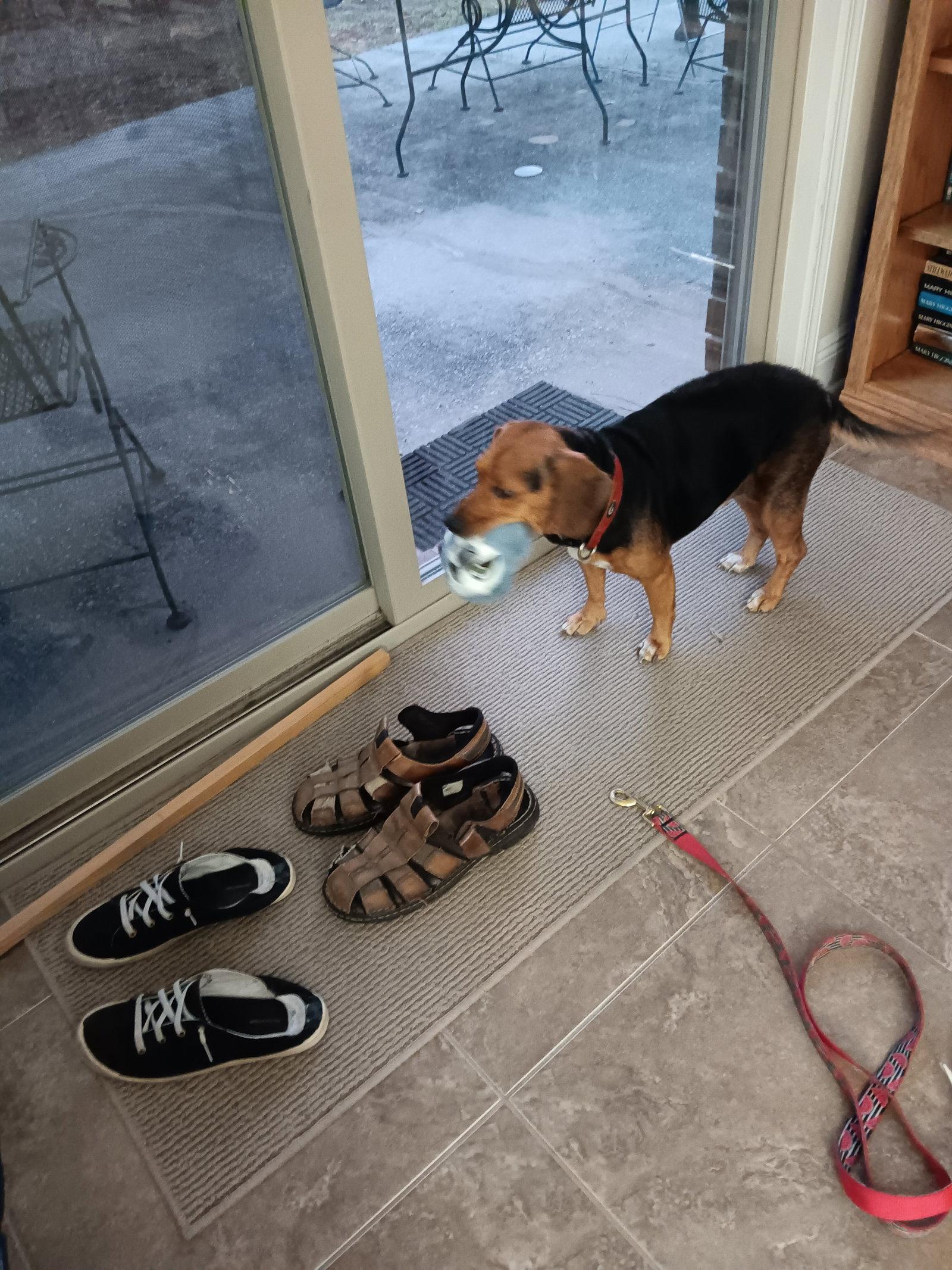 Enlarge Sassy Frass, a Adopted Beagle in Tampa, FL image 1/2