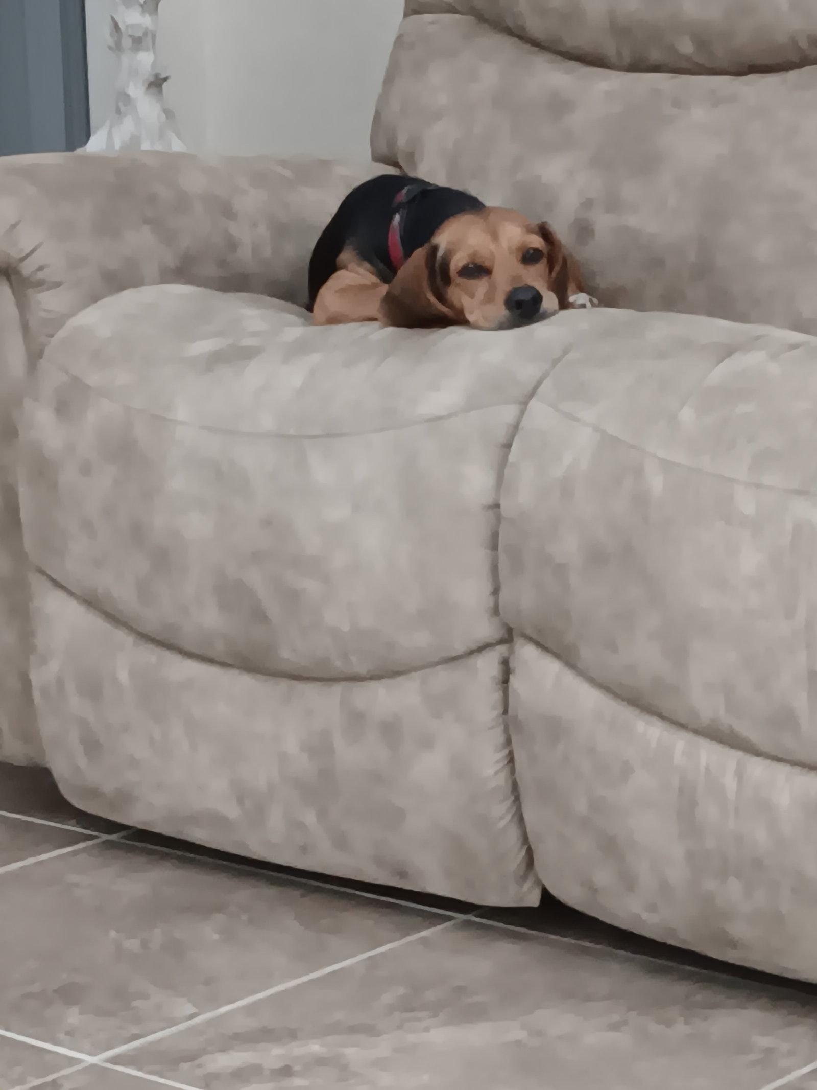 Enlarge Sassy Frass, a Adopted Beagle in Tampa, FL image 2/2