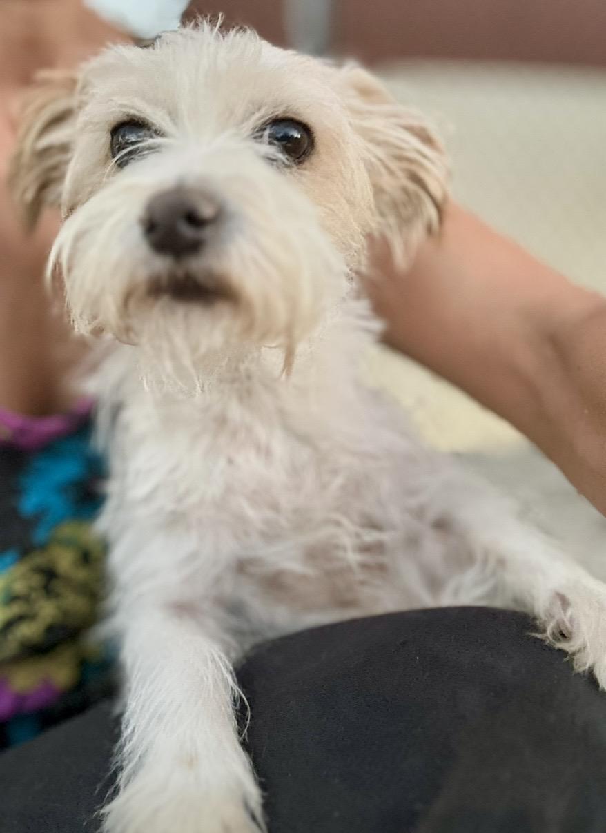 Enlarge Jeffrey, a Adoptable mixed breed in San Clemente, CA image 4/6