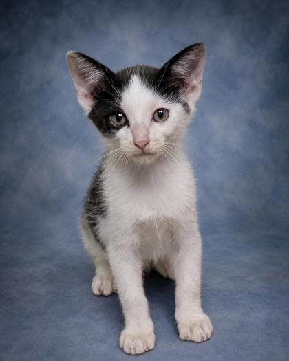Eden, Adoptable, Young Female Domestic Short Hair & Domestic Short Hair.