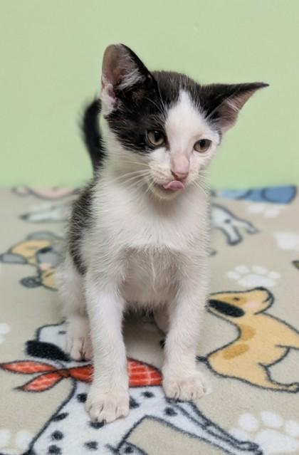 Enlarge Eden, a Adoptable mixed breed in Taylorsville, NC image 2/3
