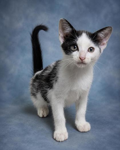 Enlarge Eden, a Adoptable mixed breed in Taylorsville, NC image 3/3