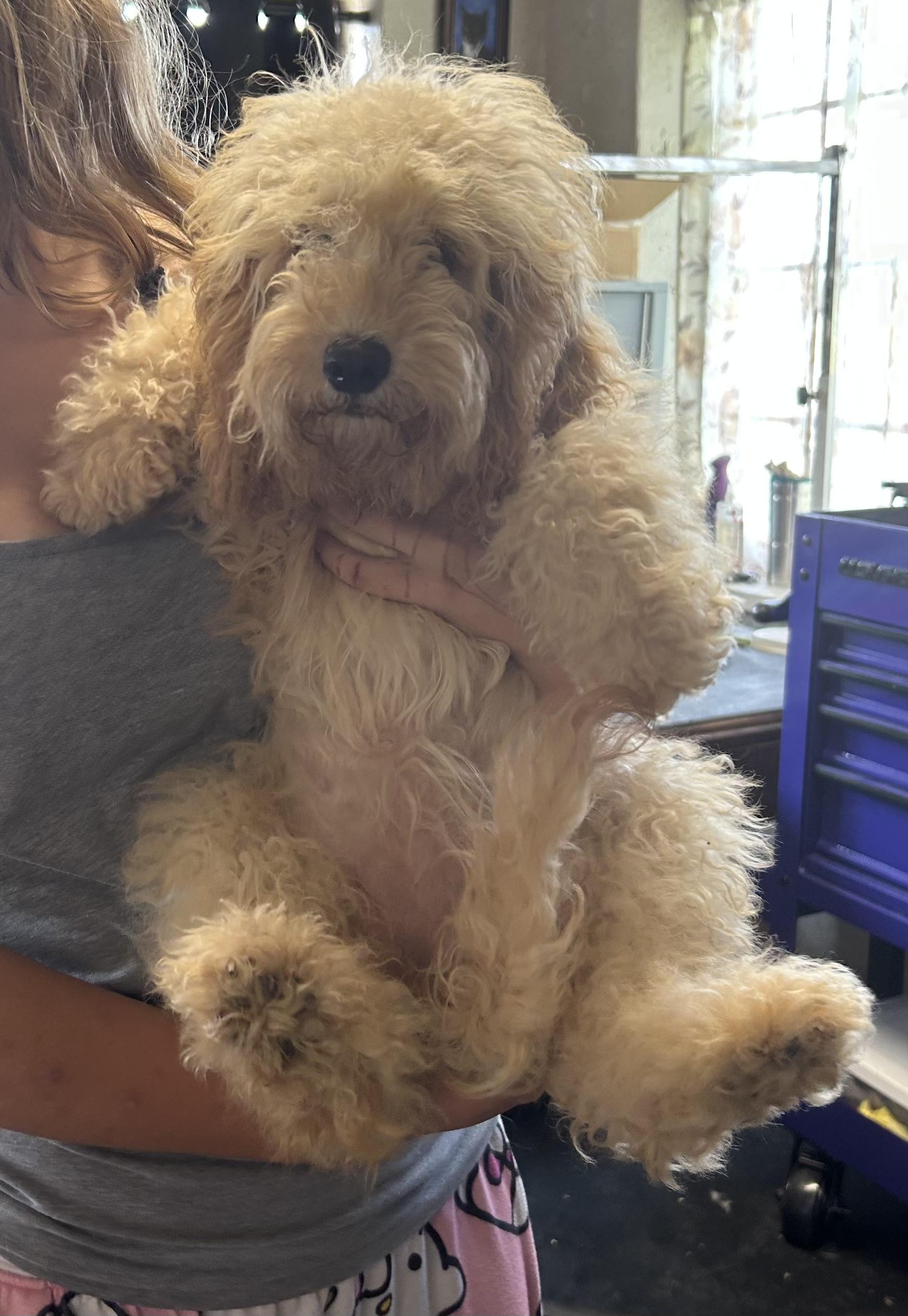 Lacie, an adoptable Cockapoo in Vinemont, AL, 35179 | Photo Image 1