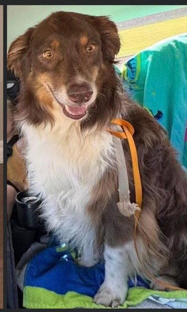 Enlarge Kevin, a Adoptable Australian Shepherd in Winter Park, CO image 1/1