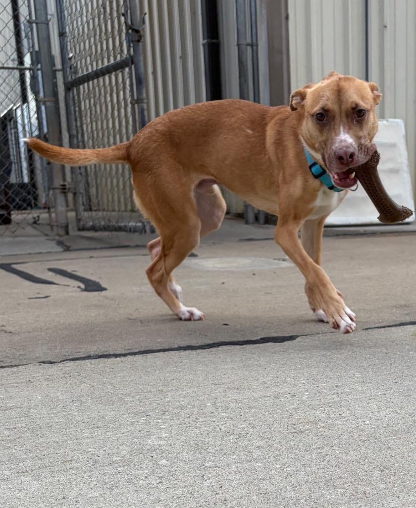 Thornton, Adoptable, Young Male Terrier & Mixed Breed.