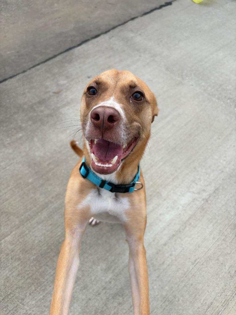 Enlarge Thornton, a Adoptable mixed breed in Maumelle, AR image 2/6