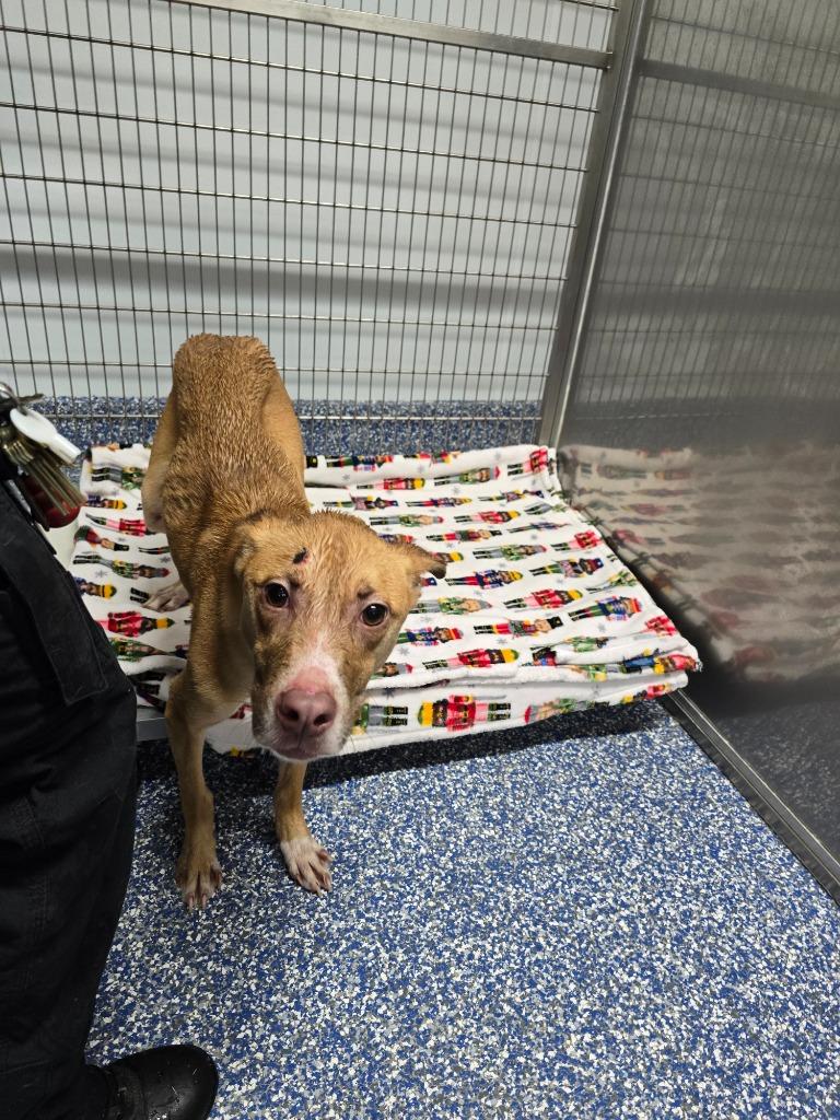 Enlarge Thornton, a Adoptable mixed breed in Maumelle, AR image 3/6