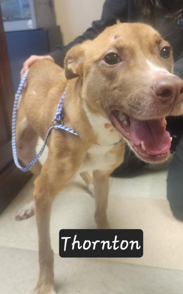 Enlarge Thornton, a Adoptable mixed breed in Maumelle, AR image 4/6