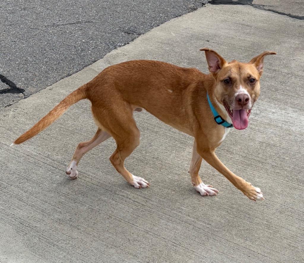 Enlarge Thornton, a Adoptable mixed breed in Maumelle, AR image 5/6