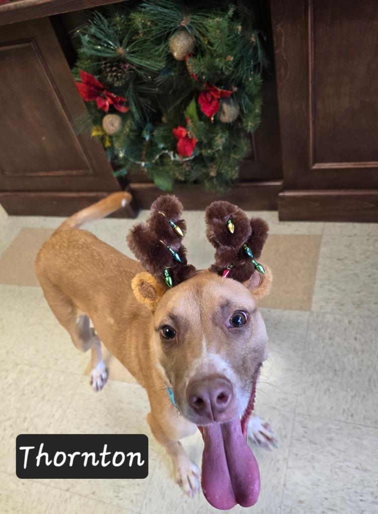 Enlarge Thornton, a Adoptable mixed breed in Maumelle, AR image 6/6