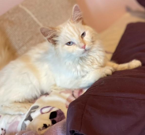 Periwinkle, a ADOPTABLE Domestic Long Hair in Racine, WI image 3/6