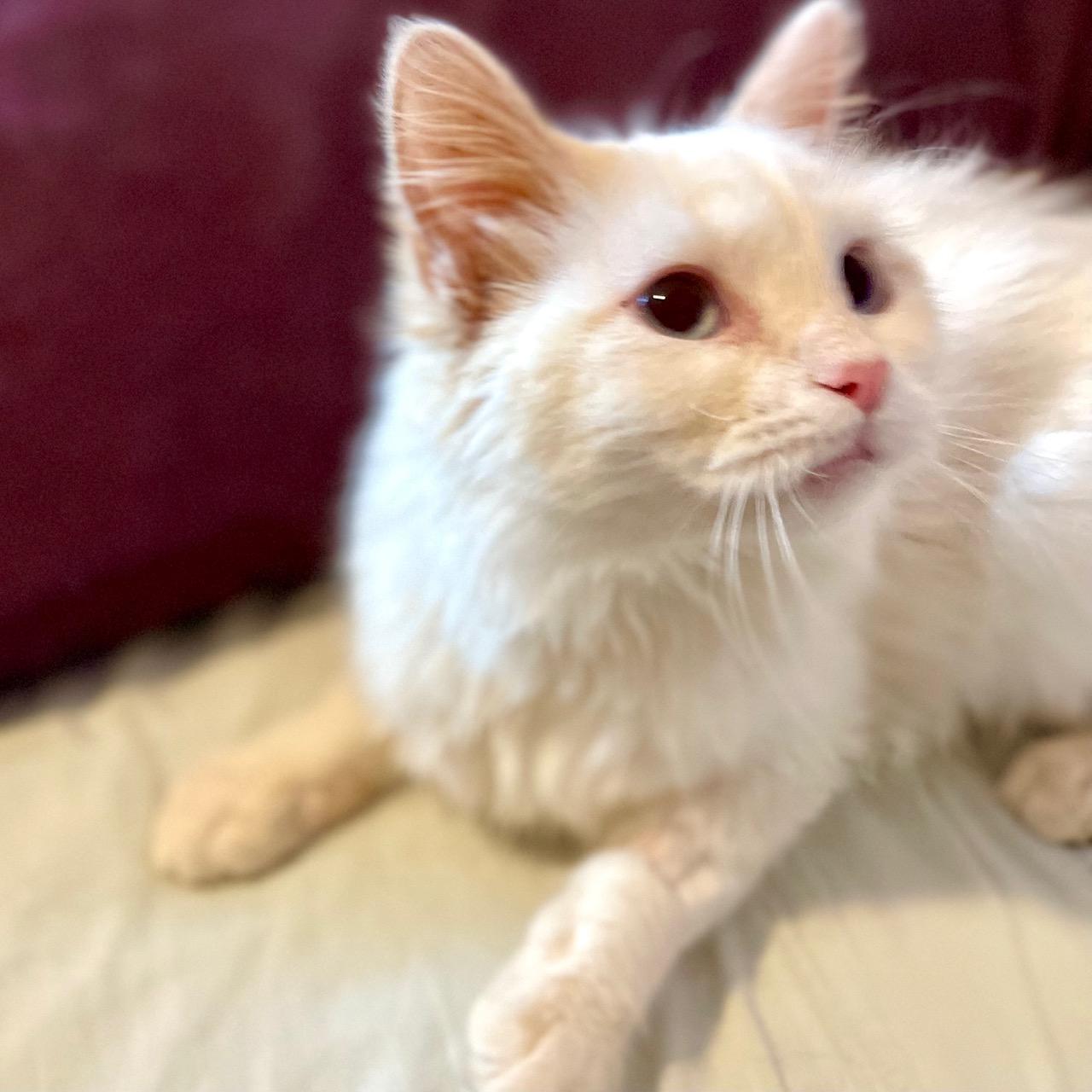 Periwinkle, a ADOPTABLE Domestic Long Hair in Racine, WI image 5/6