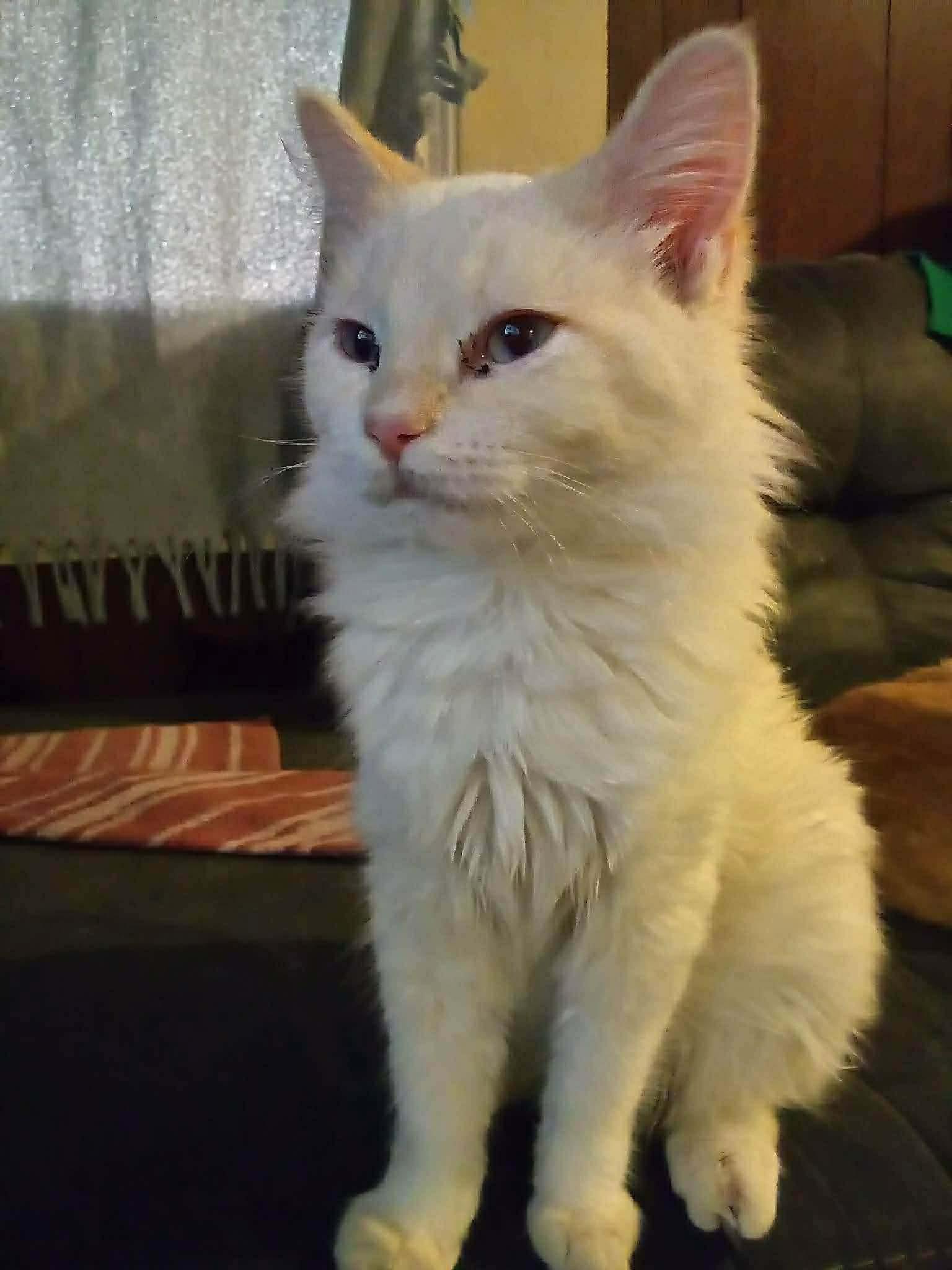 Periwinkle, ADOPTABLE, Kitten Female Domestic Long Hair.