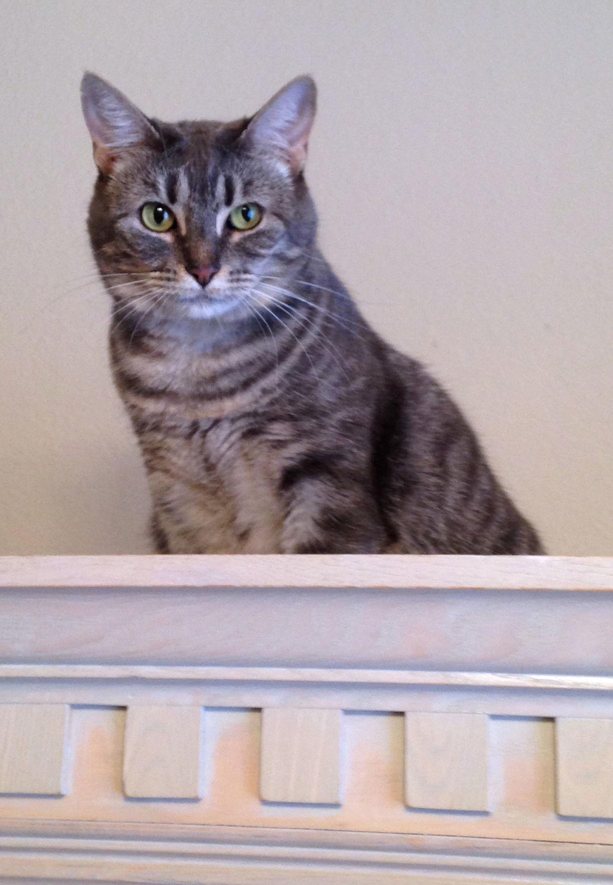 Honeysuckle, Adoptable, Adult Female Tabby.