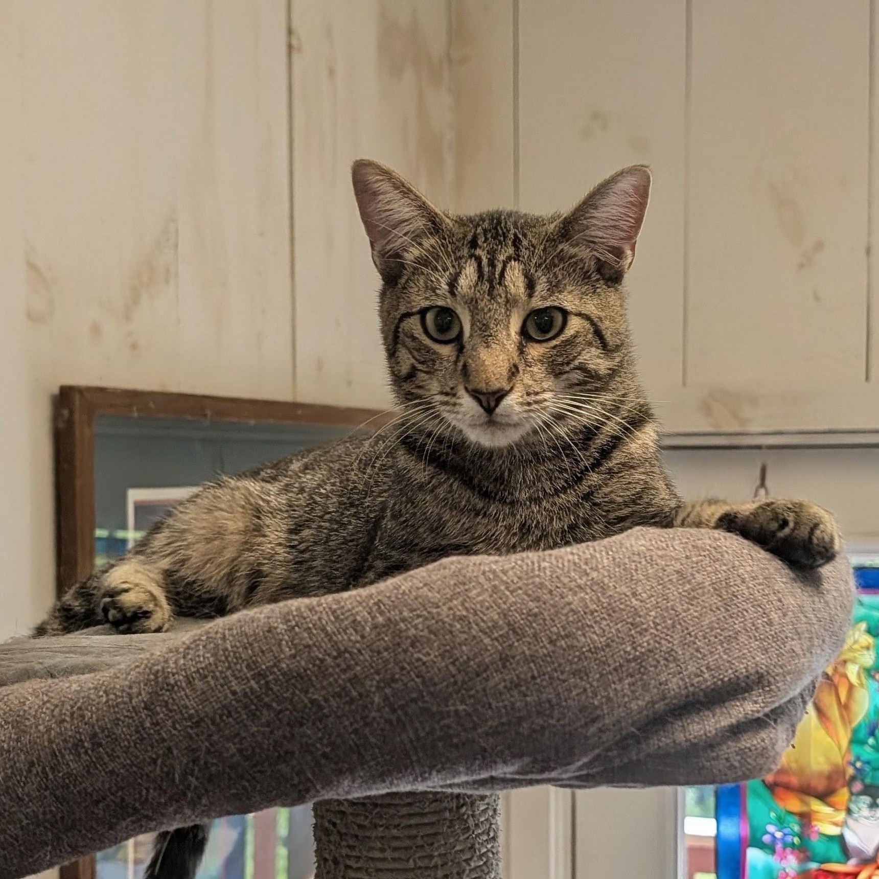 Enlarge Aramis, a Adoptable Domestic Short Hair in Waynesville, NC image 4/6
