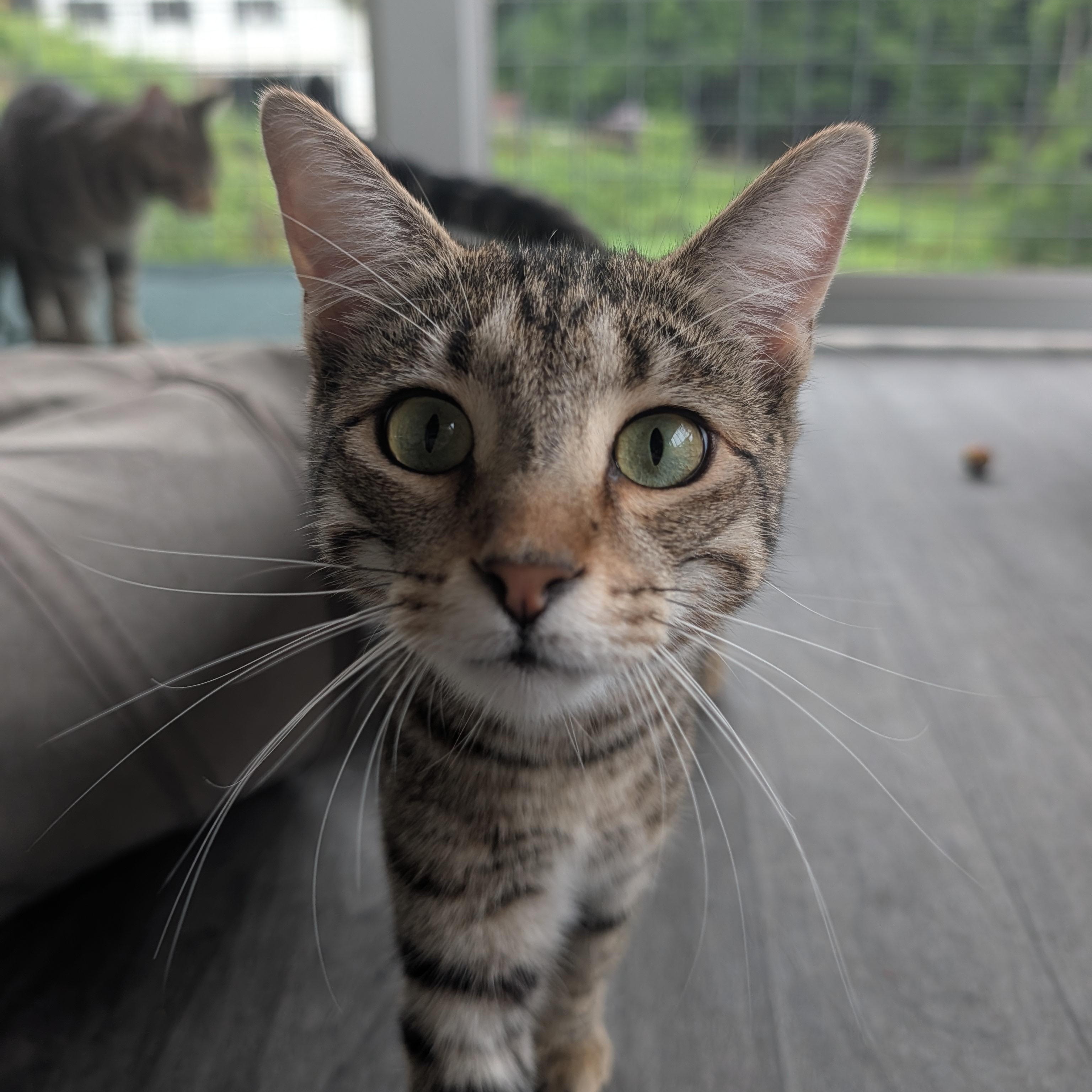 Enlarge Aramis, a Adoptable Domestic Short Hair in Waynesville, NC image 3/6